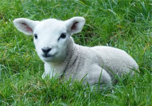 lamb in grass
